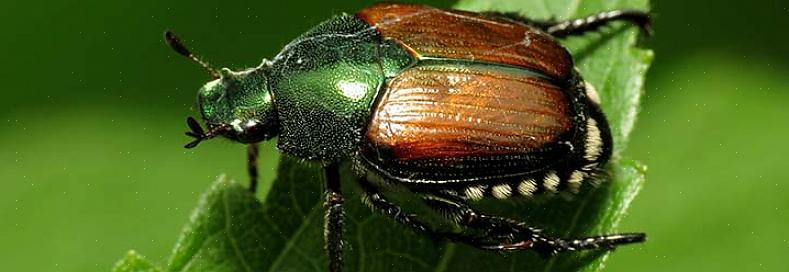 Mas os tipos comumente usados para o controle do besouro japonês (Steinernema spp.) São aqueles que visam