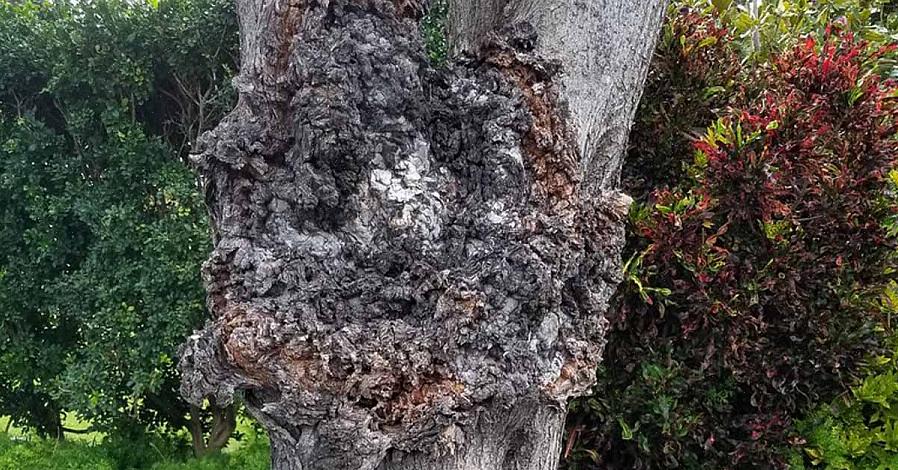 O dano é mais atraente nas árvores porque a galha da coroa é uma doença perene e