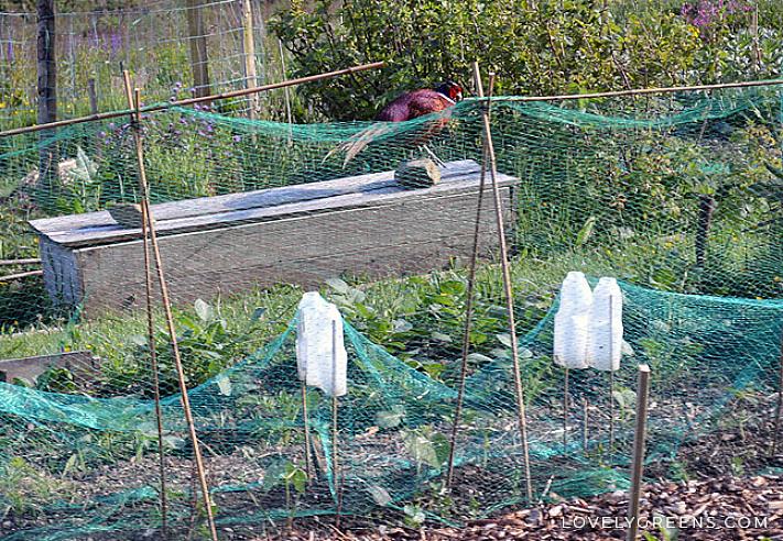 As aves podem causar sofrimento estético