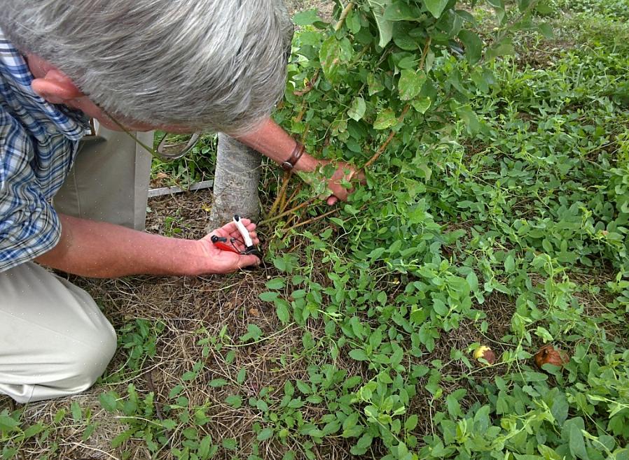 As ventosas que não são removidas de uma roseira acabam por assumir o controle da planta