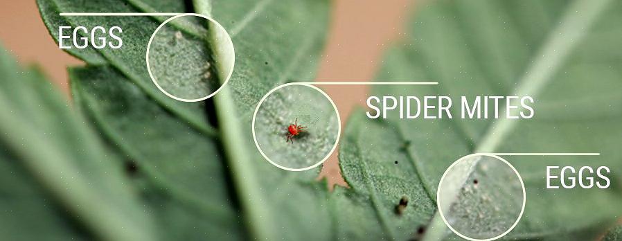 Os ácaros da aranha estão entre as pragas mais comumente encontradas em jardins