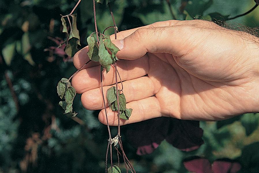 A murcha de clematis faz com que a folhagem