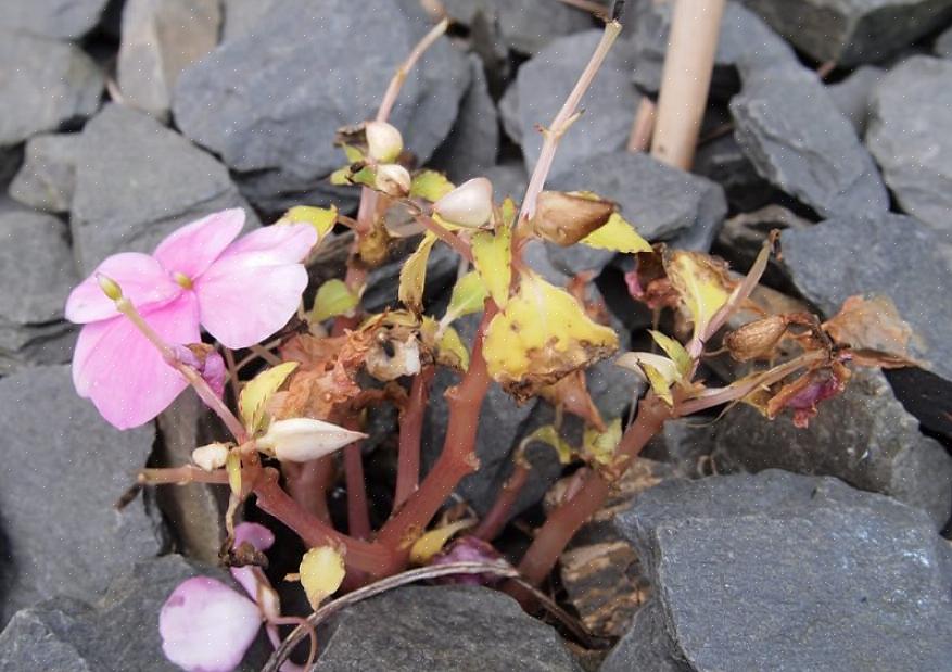 Bálsamo em a) Estas são plantas mais altas do que os Impatiens comuns