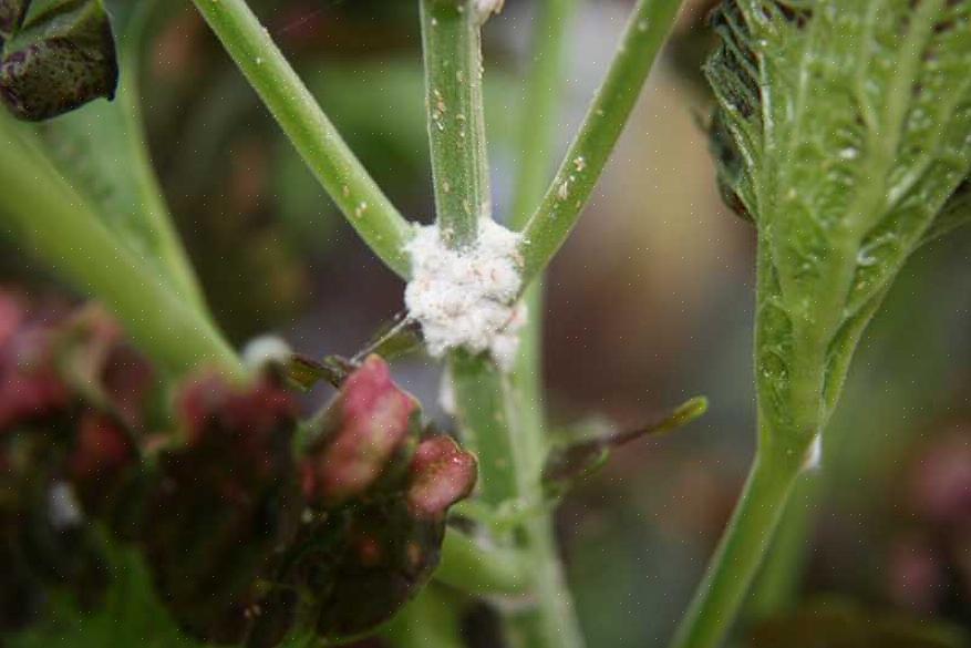 O hábito de aglomeração tornam as cochonilhas fáceis de encontrar nas plantas de jardim