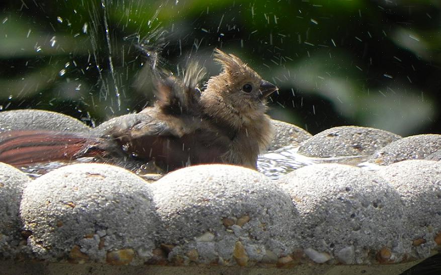 As aves têm várias maneiras de regular a temperatura corporal para evitar o superaquecimento