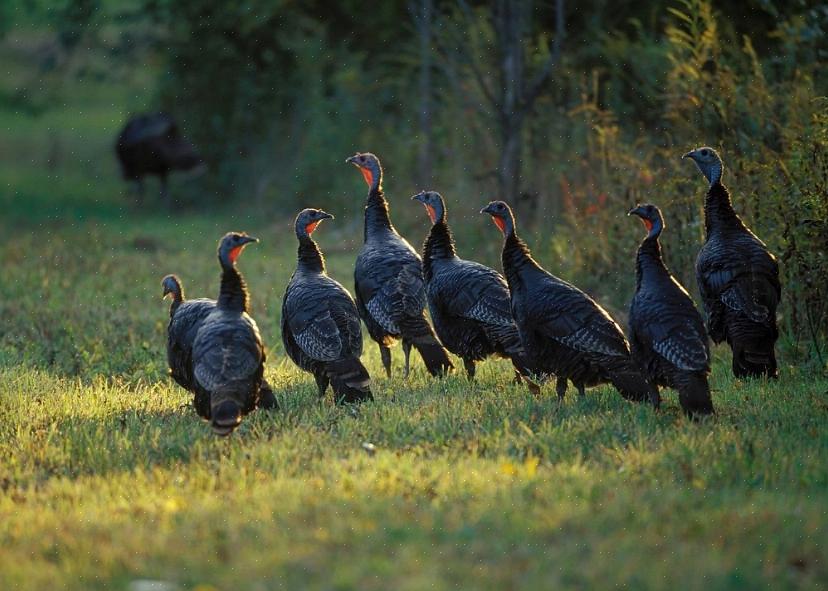 E os pássaros desenvolveram vários comportamentos que podem ajudá-los a se refrescar em climas quentes