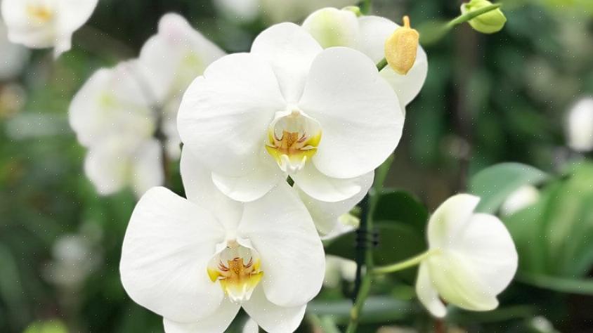 Se sua orquídea nunca sai dos confins escuros de sua casa ou escritório