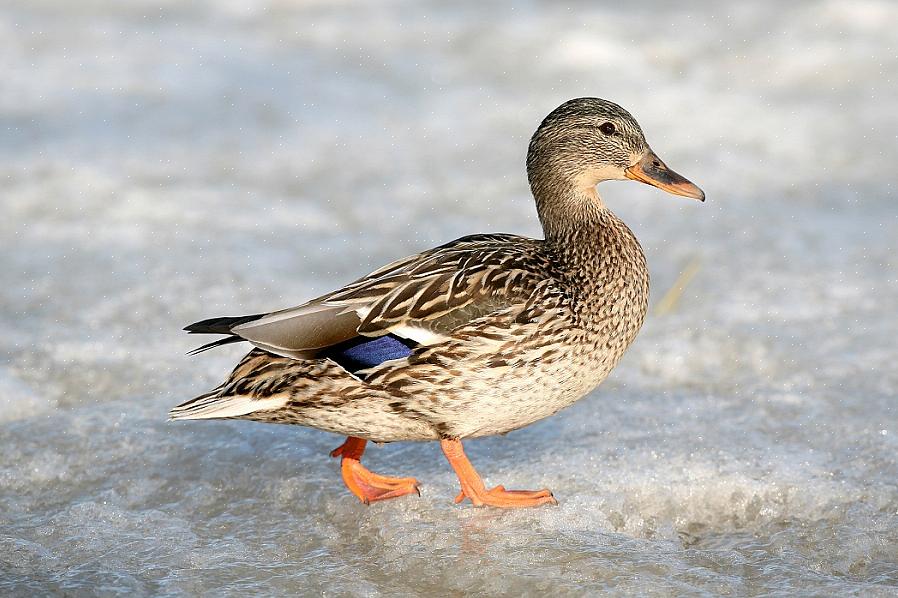 A espécie de pato que brinca mais comumente é o pato-real