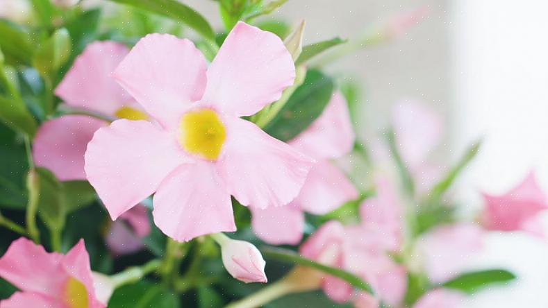 Dipladenia ou Mandevilla toleram um pouco de secura