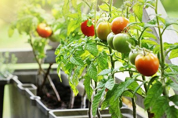 Os tomates precisam de muita água e fertilizantes