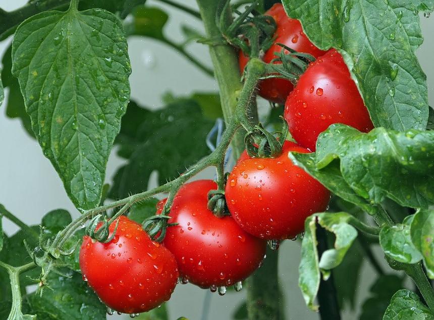 Comida consistentes são dois dos elementos mais críticos para tomates saudáveis