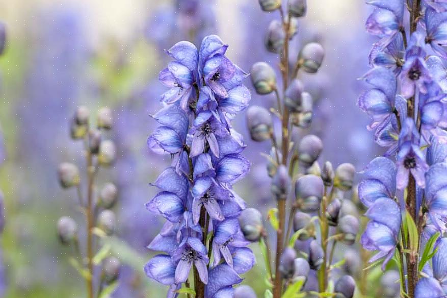 Monkshood é uma planta alta que floresce no final do verão