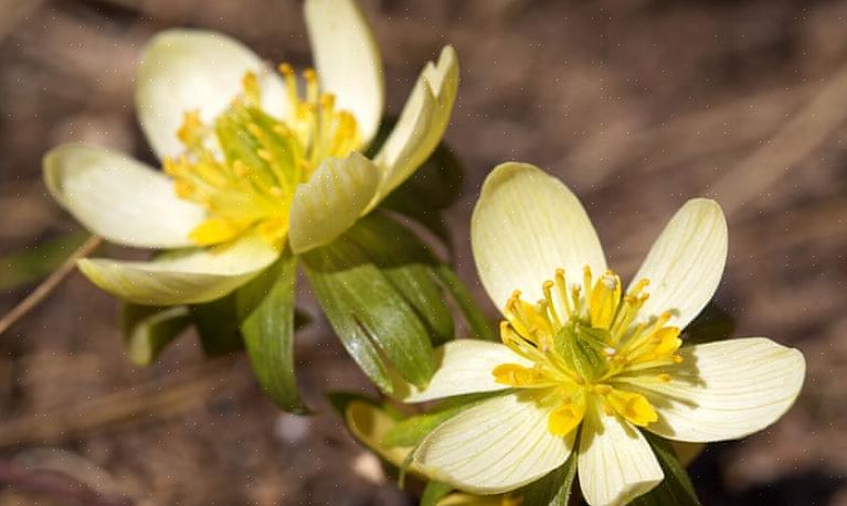 O Monkshood nunca "precisa" ser dividido