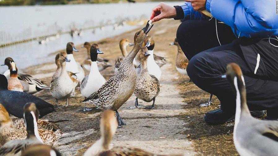 A melhor maneira de gastar pão velho sem alimentá-lo com os patos é evitar que sobrar pão