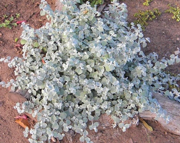 A planta de alcaçuz também é uma bela planta de casa