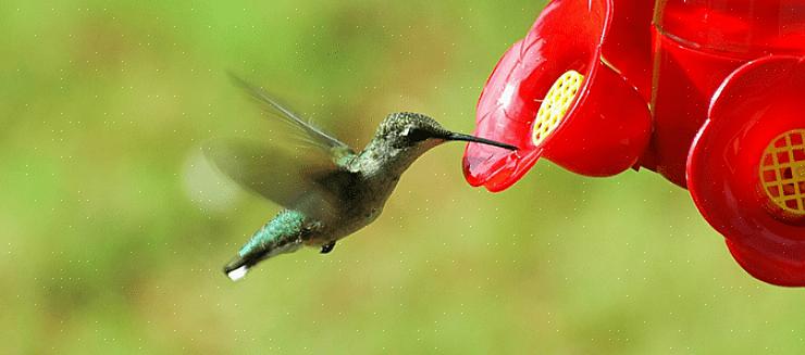 Tanto de flores adequadas quanto de soluções de água com açúcar