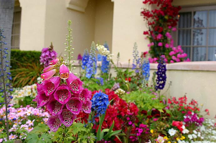 Ou você pode encontrar plantas para canteiro disponíveis em qualquer centro de jardinagem no início do verão