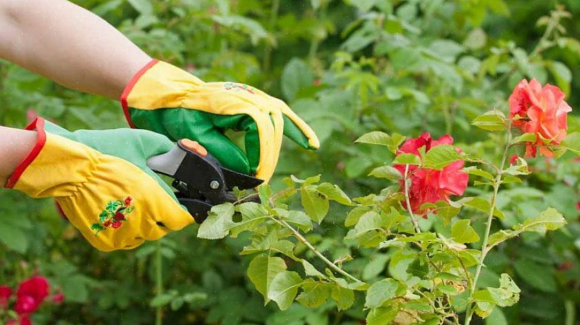 Reduz as chances de doenças fúngicas ao abrir a rosa para o fluxo de ar