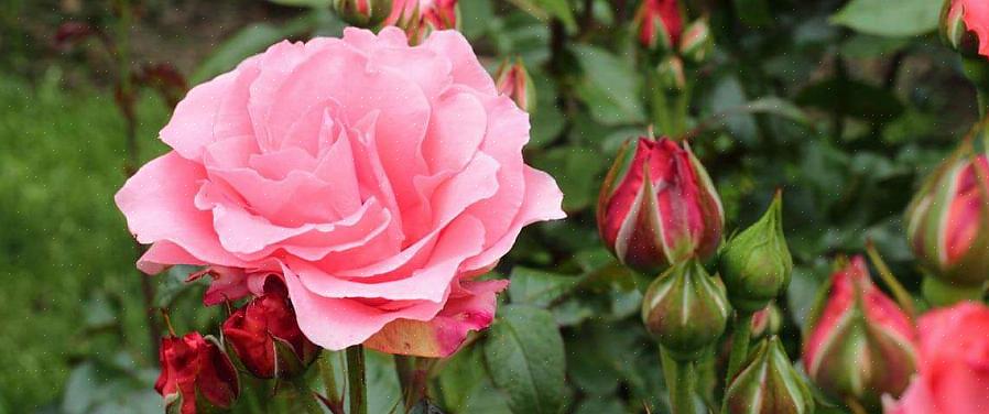 Esses esforços para cuidar das rosas da primavera devem fazer com que suas rosas tenham um início