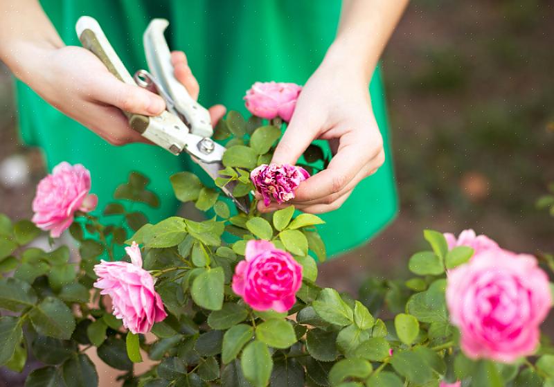 Você pode afetar as futuras flores de sua roseira antes mesmo que a planta vá para o solo