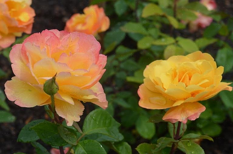 Considere melhorar a circulação de ar no jardim de rosas