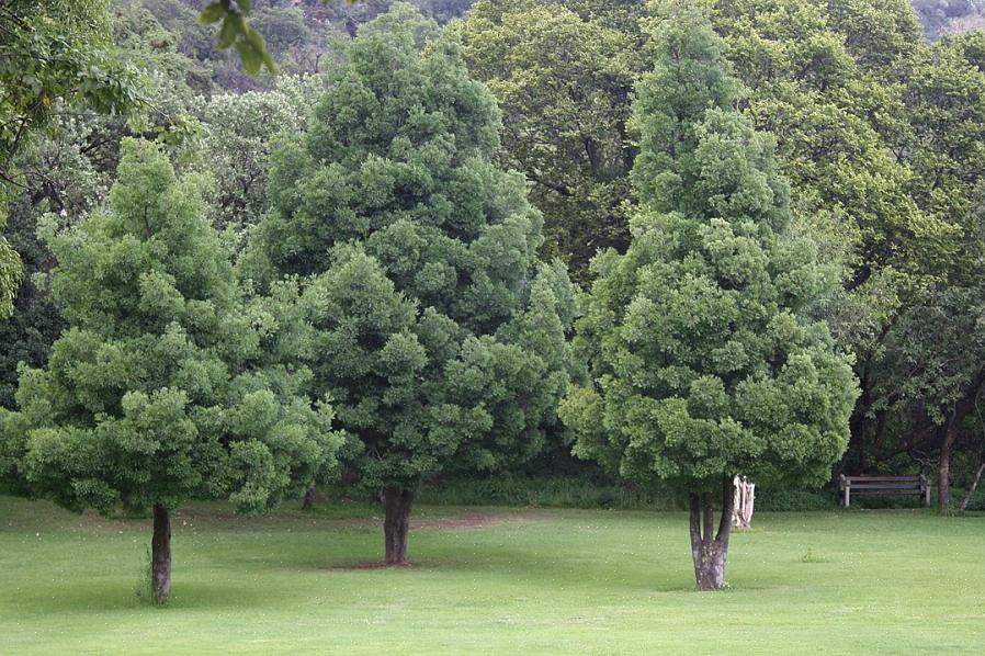 Esta árvore pode ser chamada de yellowwood