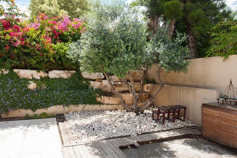 As oliveiras infrutíferas florescem na primavera com cachos de flores tubulares branco-amareladas