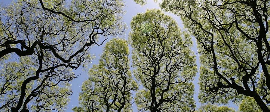 Esta subespécie de basswood tem pêlos de folhas semelhantes aos da tília prateada