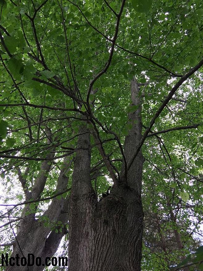 Esta árvore pode ser confundida com a tília comum cultivada em parques