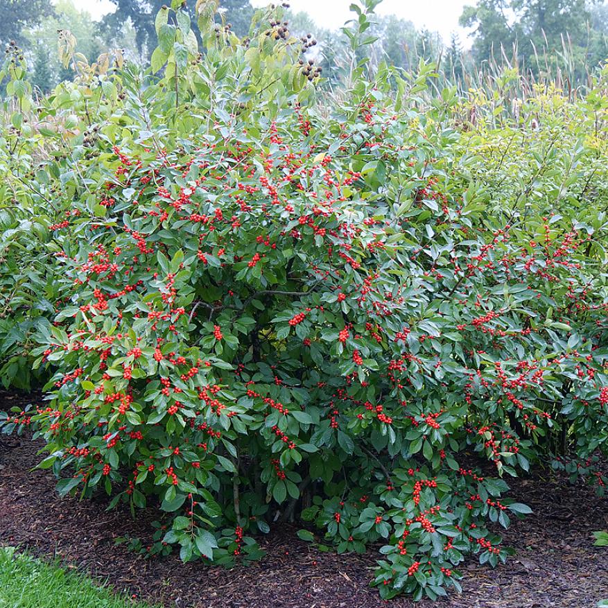 Com a nova demanda por plantas nativas