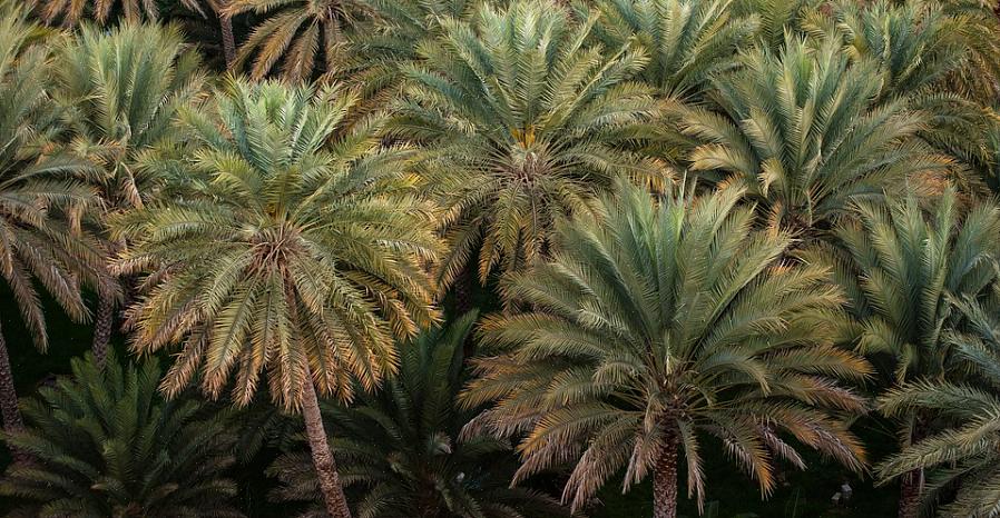 As sementes da maioria das palmas são mantidas em fluorescências ramificadas