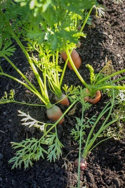 Quando as plantas são deixadas à sua própria sorte