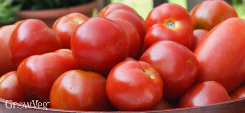 As variedades da estação final são plantadas no início da temporada de jardinagem