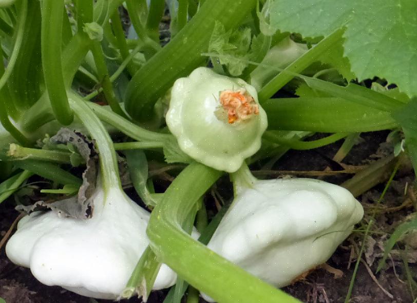 Embora as videiras patty pan não sejam tão longas quanto algumas vinhas de abóbora