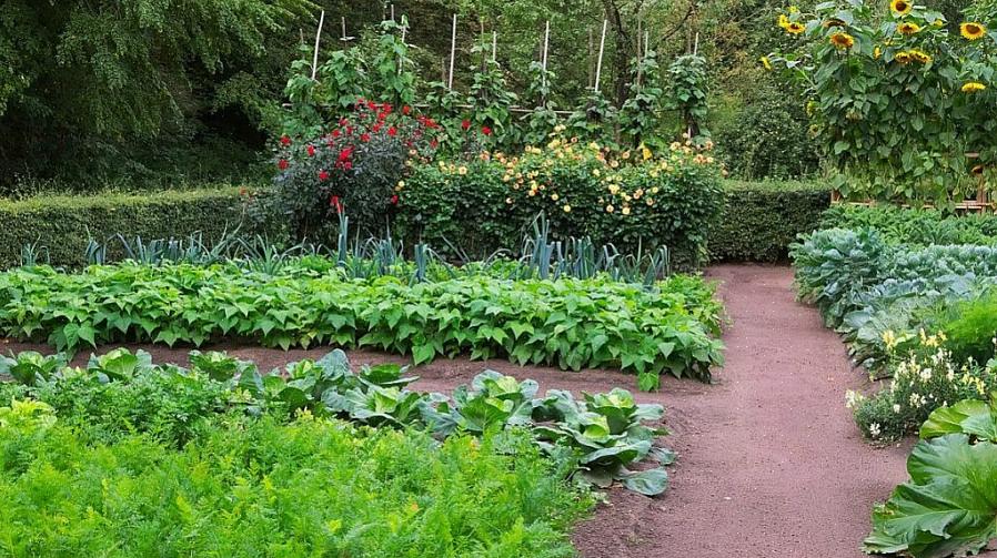 Quanto de cada vegetal você deve plantar para alimentar uma família de quatro pessoas durante o período