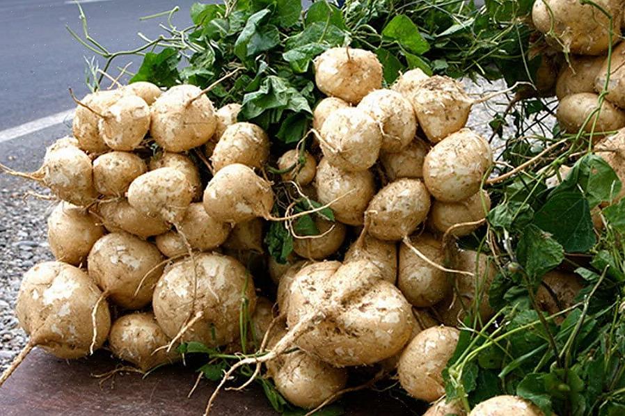 A jicama também pode ser cultivada sob túneis de polietileno