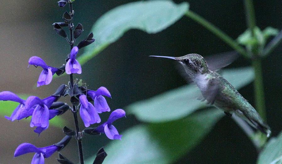 A agressão do beija-flor pode ser um problema se você quiser alimentar muitos beija-flores de uma vez