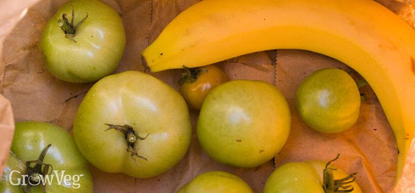 Fazer com que os tomates verdes amadureçam na videira