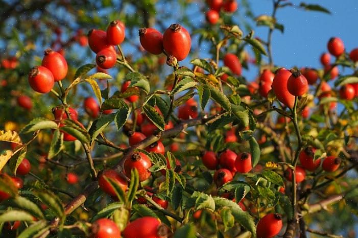 Você também pode usar roseiras frescas ou secas para um chá simples