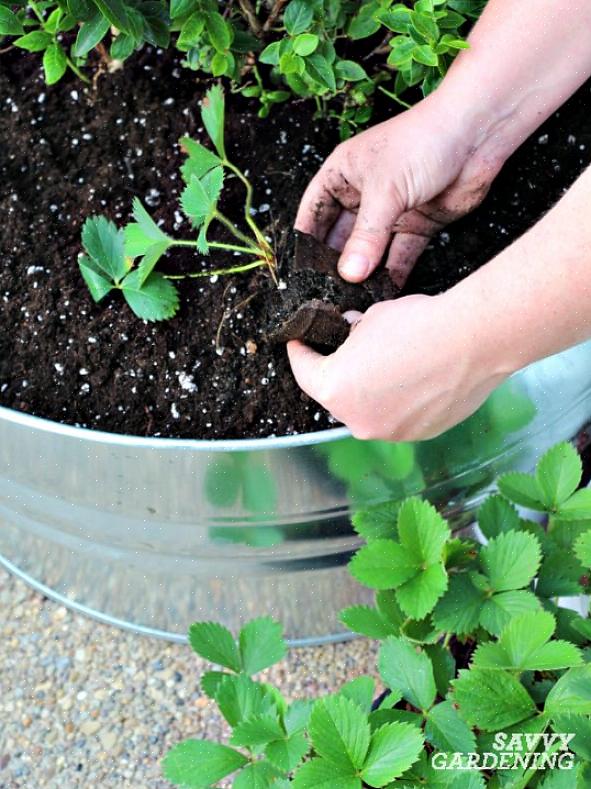 Seu guia para o cultivo de morangueiro orgânico O que você precisa