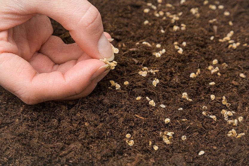 Aprenda a plantar sementes de tomate