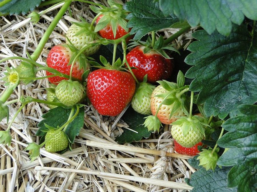 Elas correrão o risco de chegar perto da fita para obter um bufê de frutas frescas