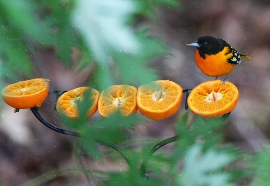 Não ofereça suco de laranja fortificado ou bebidas com sabor de laranja ou refrigerantes no lugar do néctar