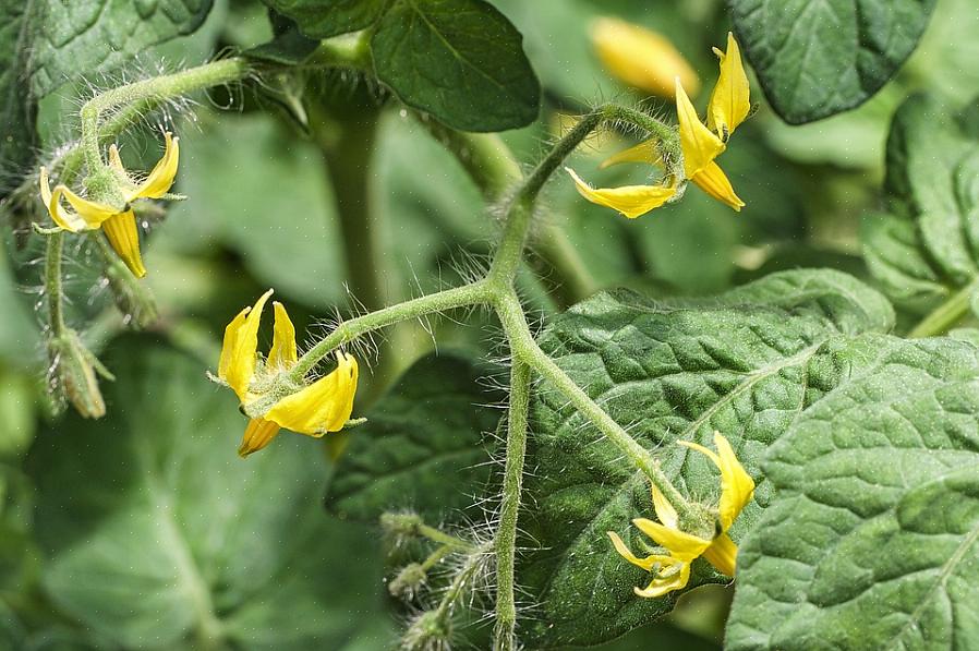 A queda da flor é um problema comum no cultivo de tomate que pode ser extremamente frustrante