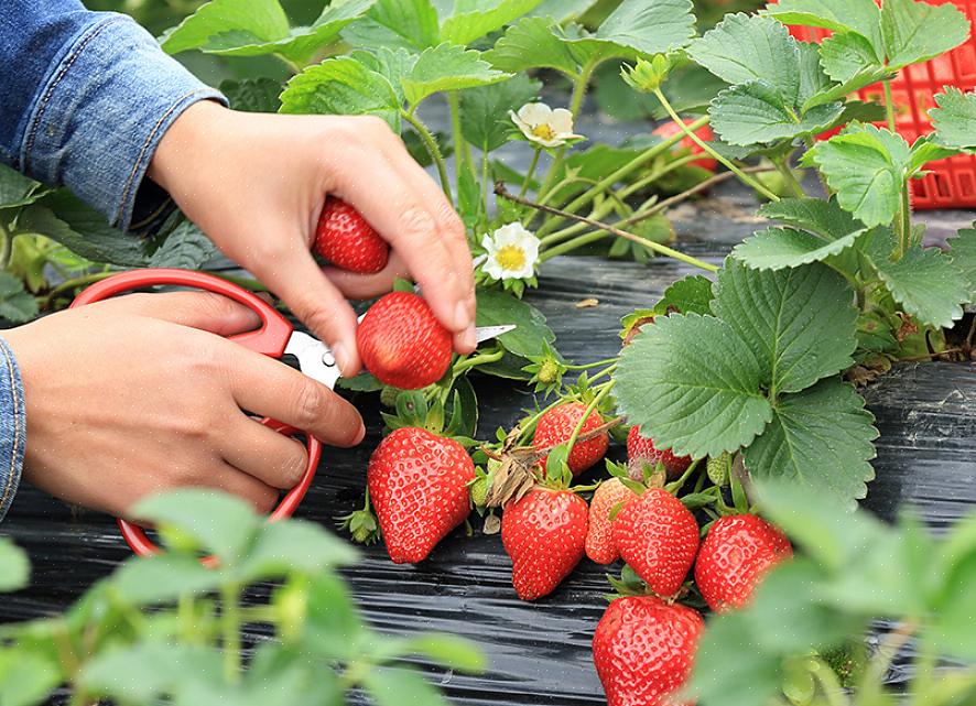 Morangos com pontas verdes não estão prontos para serem colhidos