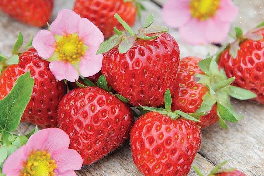 Muitos jardineiros arrancam as primeiras flores de seus morangueiros para ajudar a direcionar o crescimento