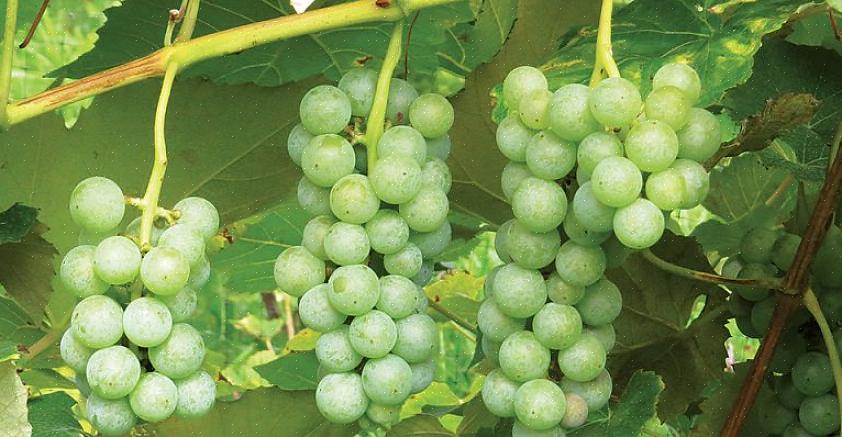 O suco de uva nos familiarizou com as uvas Concord - uma variedade de herança europeia com uvas de cores