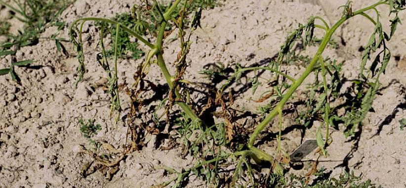 O patógeno Fusarium wilt é transmitido pelo solo