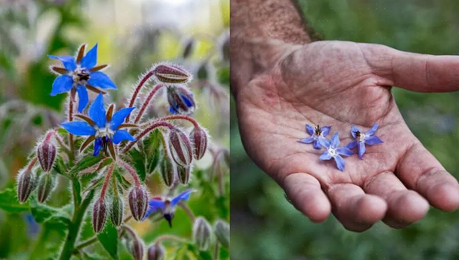 Flores com sabor