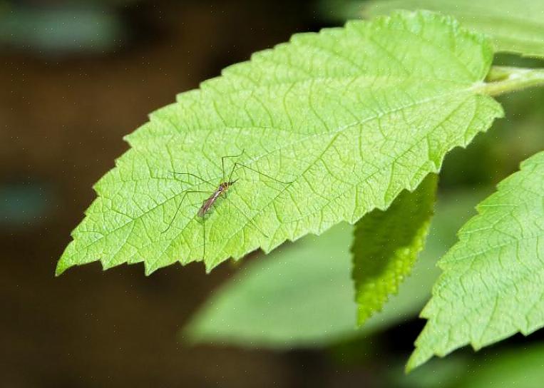 As próprias plantas podem ajudar a repelir moscas